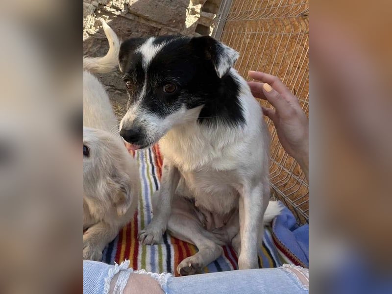 MARENA, anhängliche Hündin, 3 Jahre, 39 cm, Mischling, Tierschutz