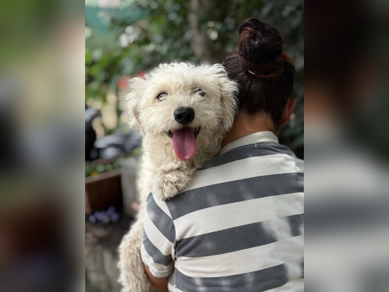 Maggie sucht ein ruhiges Zuhause