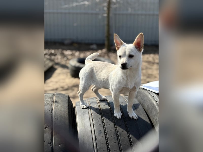 Bibe sucht ein Herz, das sie liebt