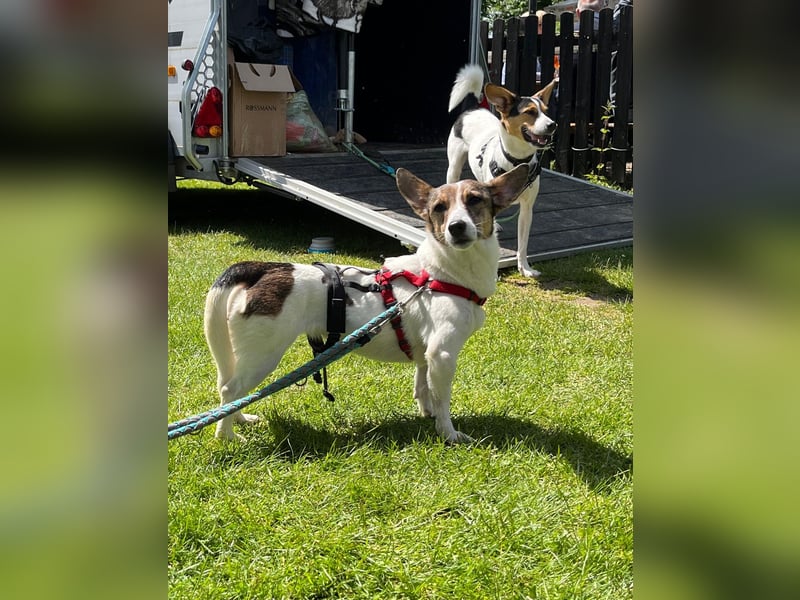 MOLLY, zarte Seele, 3,5 Jahre, 27 cm, Pflegestelle 53773, Tierschutz Rumänien