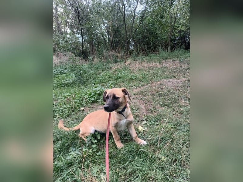 Zara Tierschutzhund sucht ein Zuhause