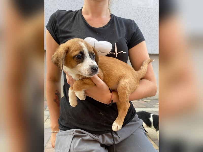 Rizsa sucht ein Zuhause voller Liebe