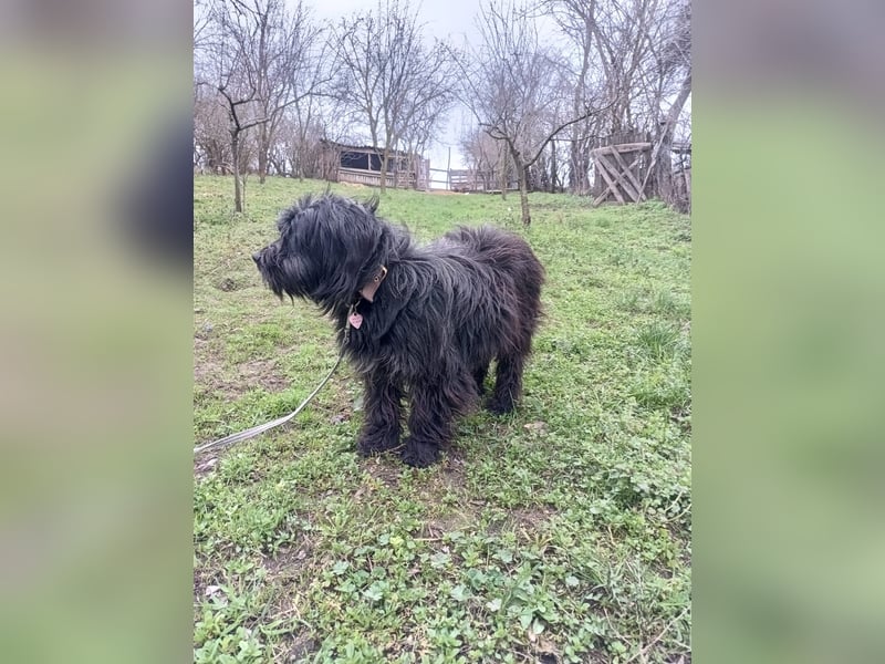 Kalle Tierschutzhund sucht ein Zuhause