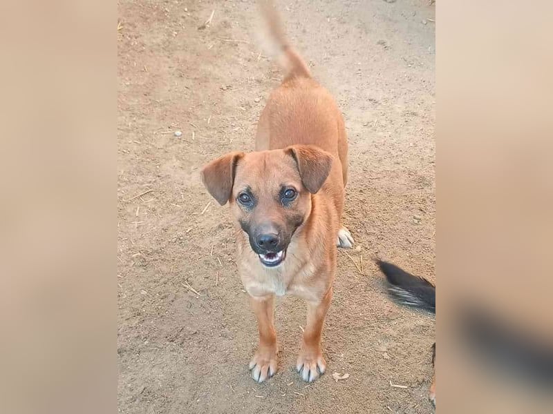 OLLI, lustiger Hundejunge, 1 Jahr, 36 cm, Mischling, Tierschutz