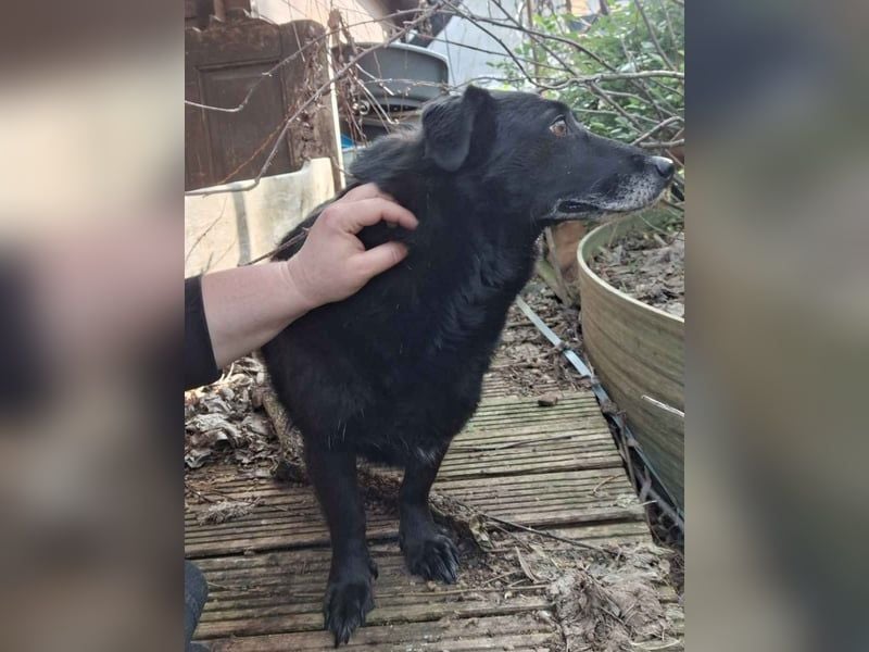 TITA, liebevolle Hunde-Lady, fast 10 Jahre, 42 cm, Mischling, Tierschutz Rumänien