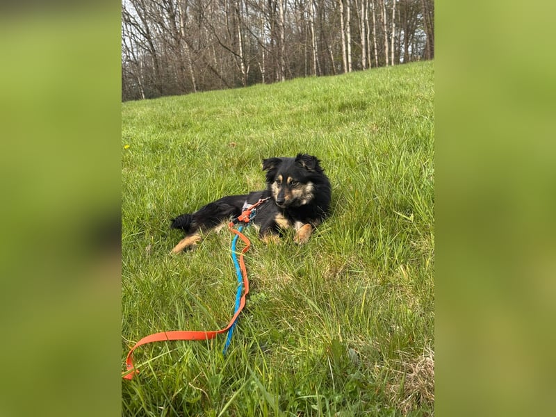 CHARMI, schlaue Zuckermaus, 11 Monate, 35 cm, Tierschutz, Pflegestelle 53783