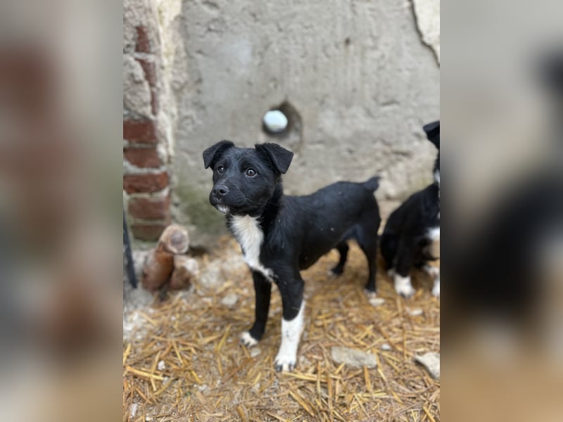 SCHNUCKI, lebensfrohe kleine Entdeckerin, Hündin, 6 Monate, 36 cm, Mischling, Tierschutz