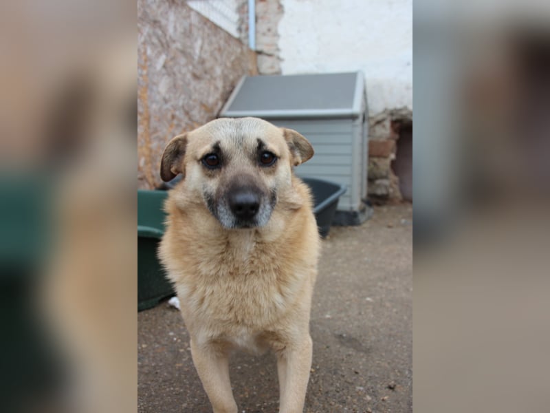 TONI, verschmustes Notfellchen, 3 Jahre, 29 cm, Mischling, Tierschutz Rumänien