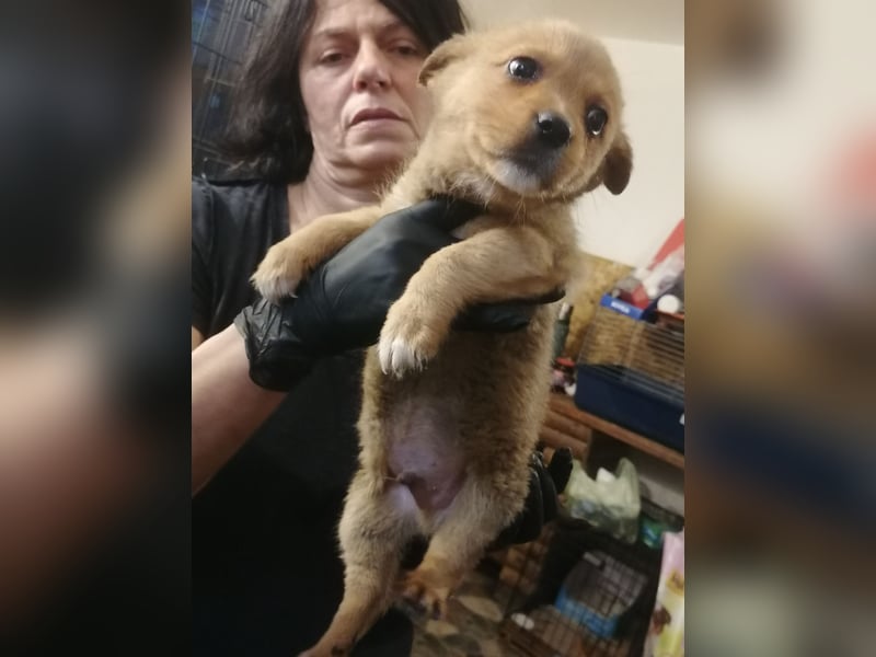 ⭐️GOLIATH⭐️, Mini-Rüde, 3 Jahre, 30 cm, Mischling, Tierschutz