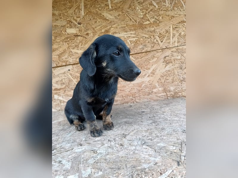 Zoe Tierschutzhund sucht ein Zuhause