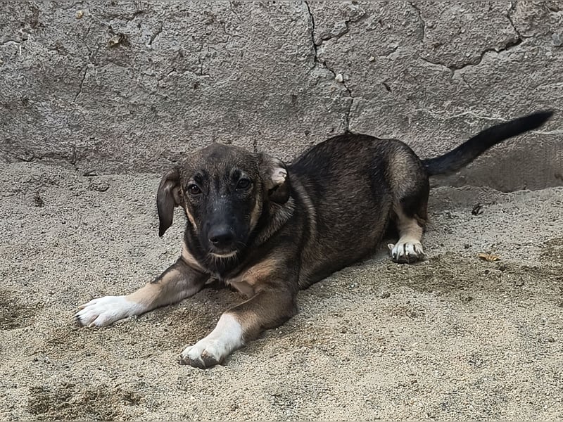 ⭐️ILLA⭐️, Zuckermaus, Hündin, 1 Jahr, 34 cm, Mischling, Tierschutz