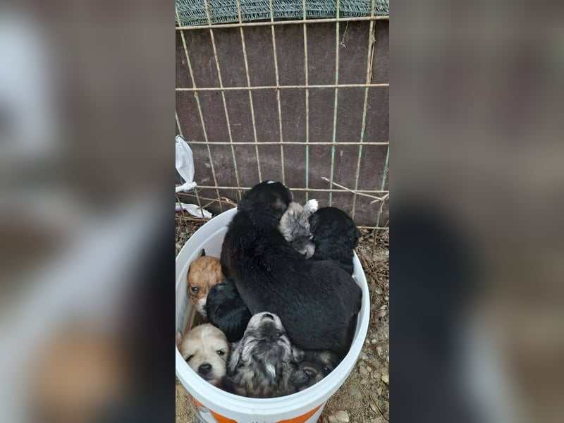 Welpenhündin 890526 sucht ihr eigenes Zuhause