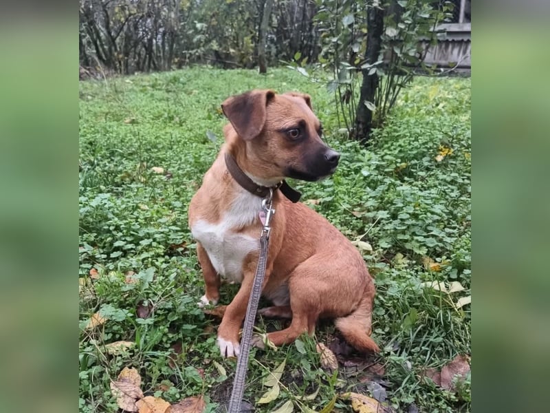 Peter Tierschutzhund sucht ein Zuhause