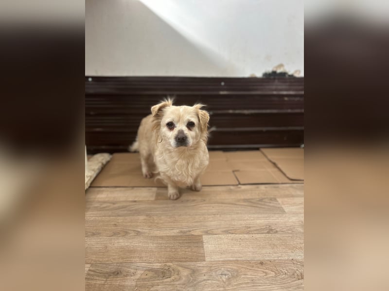 TIC, unkomplizierte Mini-Hündin, 2 Jahre, 30 cm, Mischling, Tierschutz Rumänien