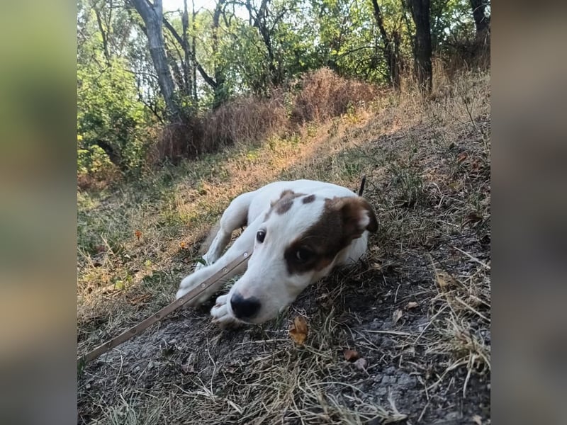Lumi Tierschutzhund sucht ein Zuhause