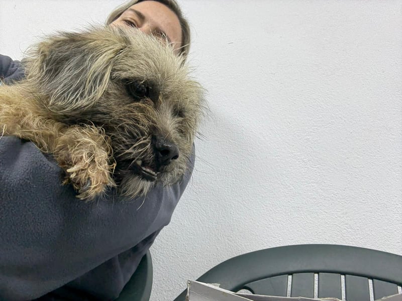 ⭐️Bruna⭐️, Knuddelmaus, Hündin, 2 Jahre, 30 cm, Mischling, Tierschutz