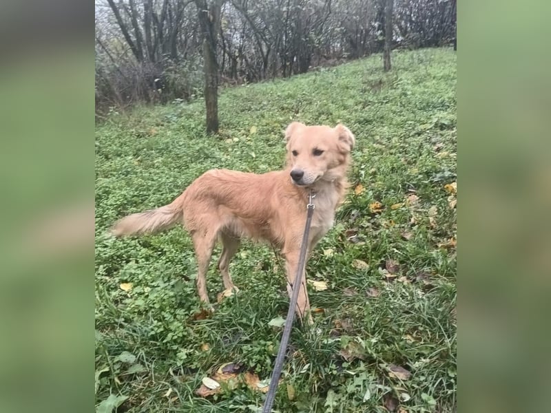 Benji Tierschutzhund sucht ein Zuhause