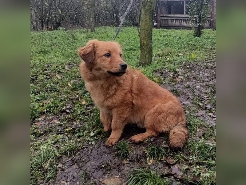 Leo Tierschutzhund sucht ein Zuhause