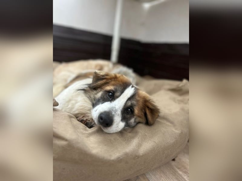 TOC, süßer, kleiner Kerl, Rüde, 2 Jahre, 35 cm, Mischling, Tierschutz