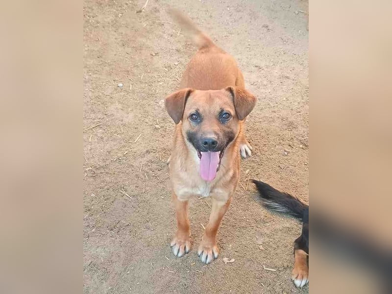 OLLI, lustiger Hundejunge, 1 Jahr, 36 cm, Mischling, Tierschutz