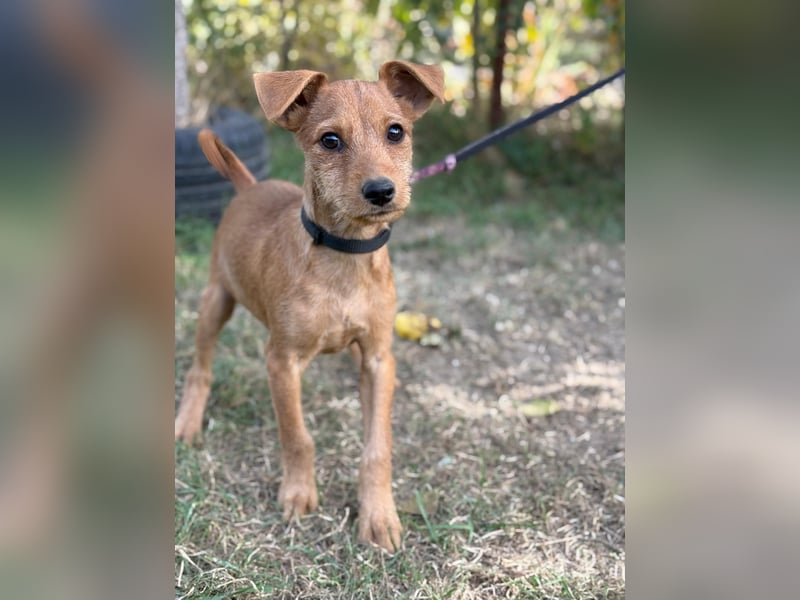 Flynn - Hundekind sucht eine liebevolle Familie!