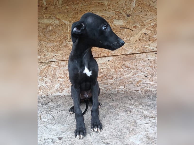 Sancho Tierschutzhund sucht ein Zuhause