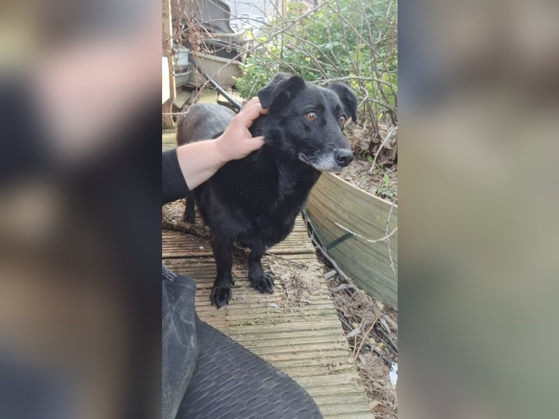 TITA, liebevolle Hunde-Lady, fast 10 Jahre, 42 cm, Mischling, Tierschutz Rumänien