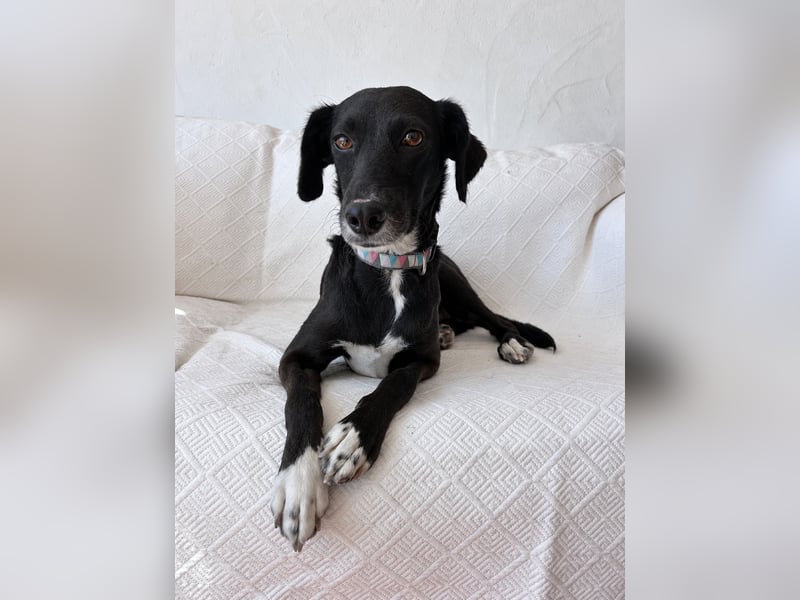 Zauberhafte Sophie wartet in Portugal auf unserem Tierschutzhof!