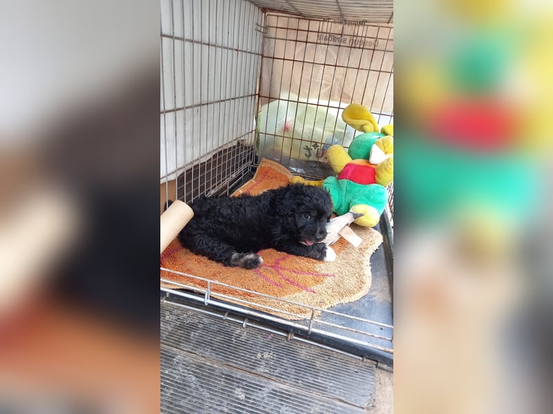 Lucky - kleiner Rüde sucht liebevolles Zuhause