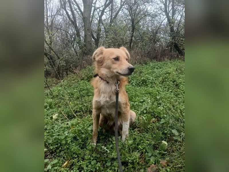 Benji Tierschutzhund sucht ein Zuhause