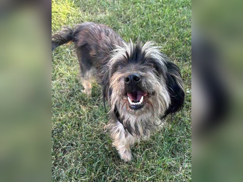 ⭐️MINNIE⭐️, Hündin, 1,5 Jahre, 35 cm, Mischling, Tierschutz