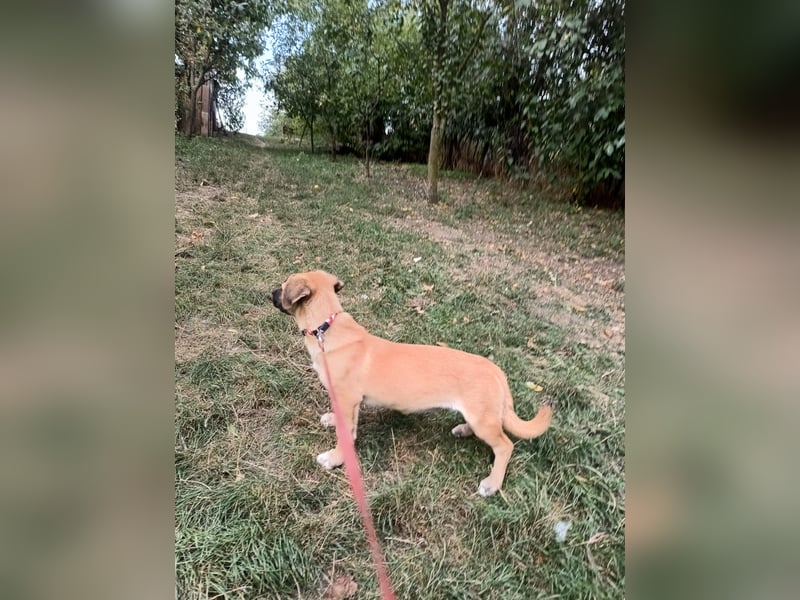 Zara Tierschutzhund sucht ein Zuhause