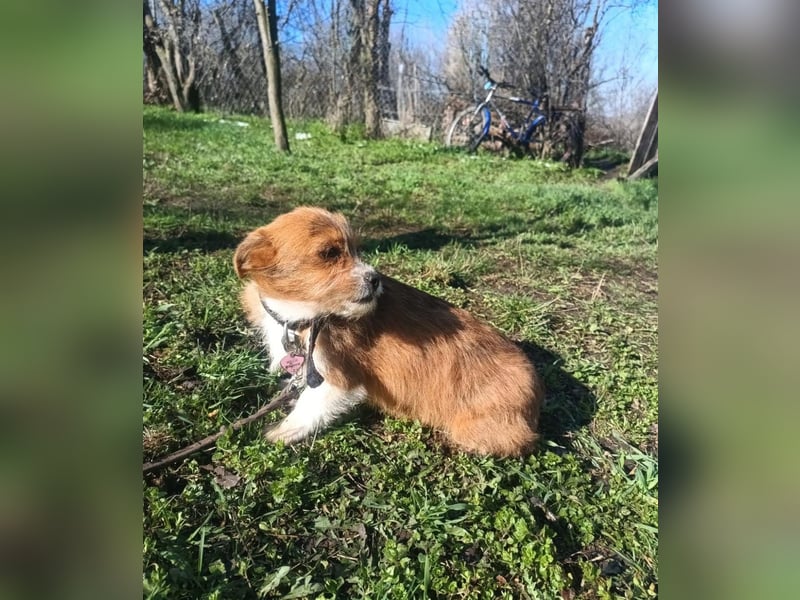 Kaya Tierschutzhund sucht ein Zuhause