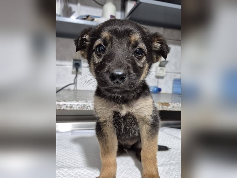 Welpenrüde 273750 sucht seine Menschen