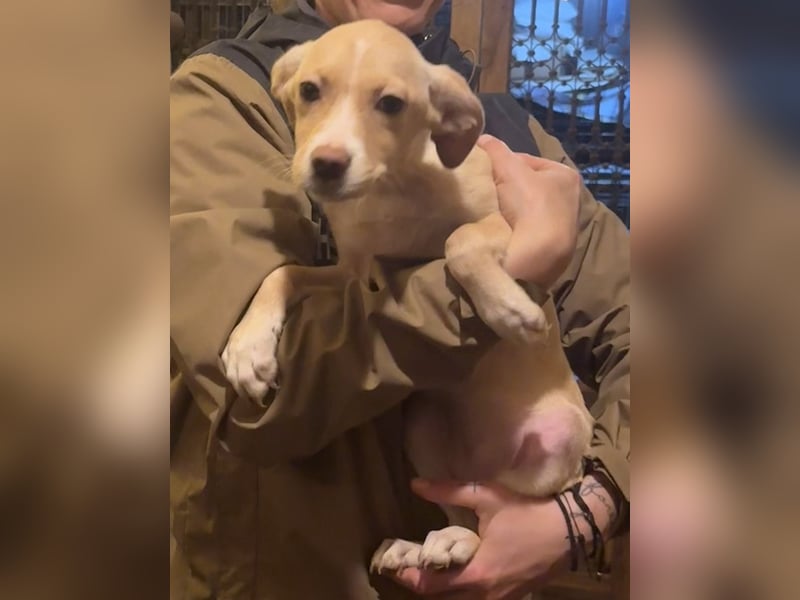 IBIZA, entdeckungsfreudige Welpin, fast 3 Monate, 32 cm, Mischling, Tierschutz Rumänien