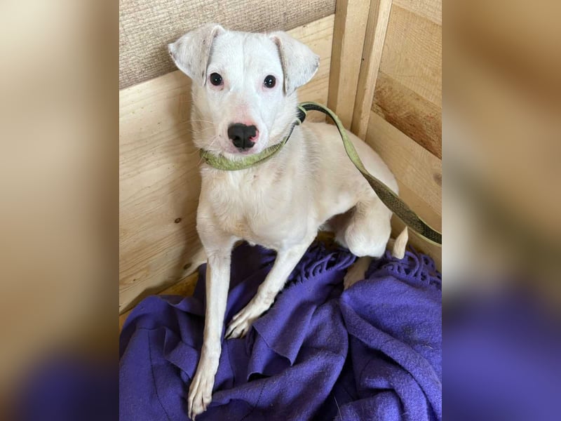 ⭐️ARTEMIS⭐️, Hündin, 1 Jahr, 40 cm, Mischling, Tierschutz