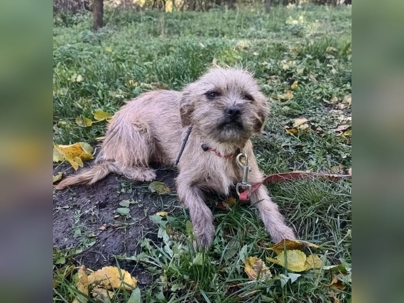 Penny Tierschutzhund sucht ein Zuhause