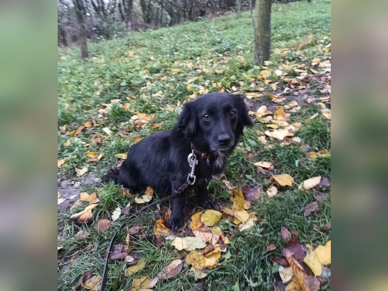 Molly Tierschutzhund sucht ein Zuhause