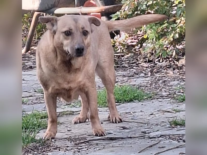 ⭐️FUNNY⭐️, lustige Hunde-Dame, 9 Jahre, 35 cm, Mischling, Tierschutz