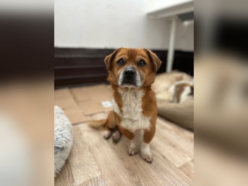 TAC, neugieriger Rüde, 2 Jahre, 35 cm, Mischling, Tierschutz