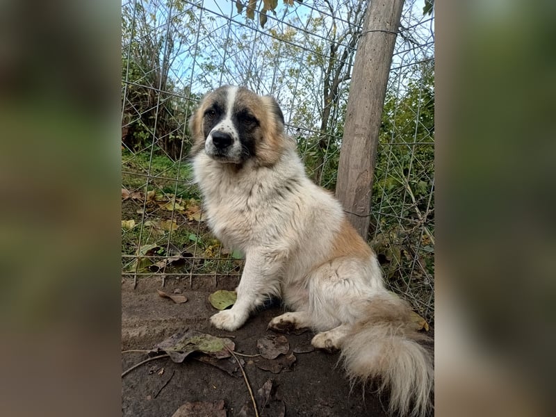 Mogli Tierschutzhund sucht ein Zuhause