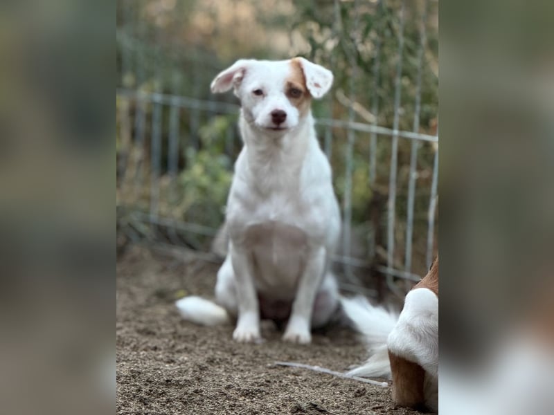 ⭐️FEE⭐️, zartes Hundemädchen, 1 Jahr, 30 cm, Mischling, Tierschutz