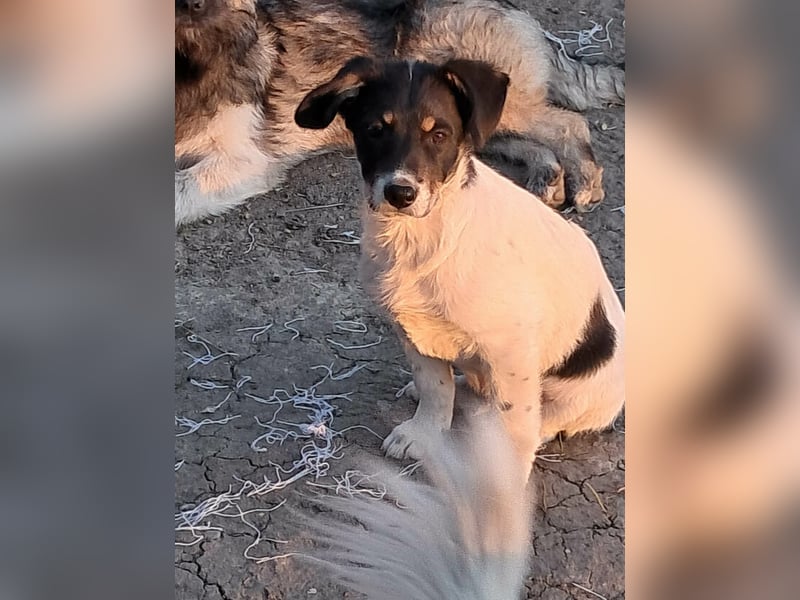 Vidar, kleiner Hundemann sucht sein Körbchen