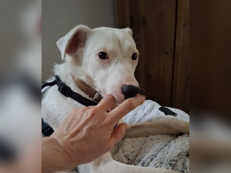 ARTEMIS, lustige Lakritz-Nase, 1 Jahr, 40 cm, Mischlingsmädchen, Tierschutz, Pflegestelle 53773