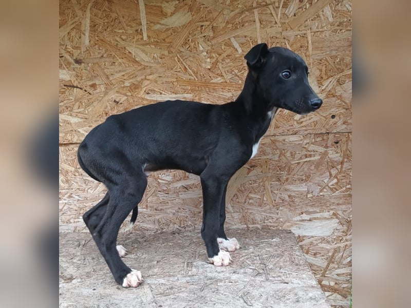 Sonic Tierschutzhund sucht ein Zuhause