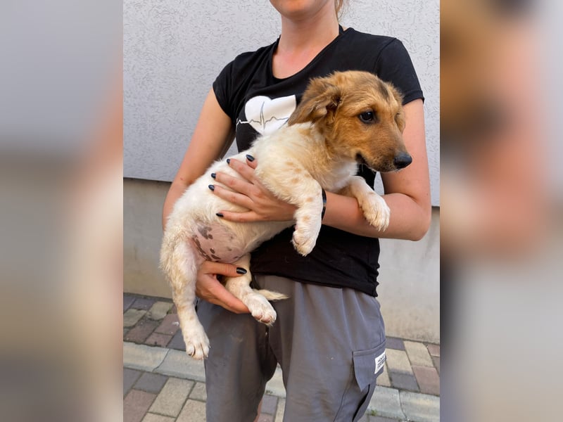 Nika möchte Streicheleinheiten