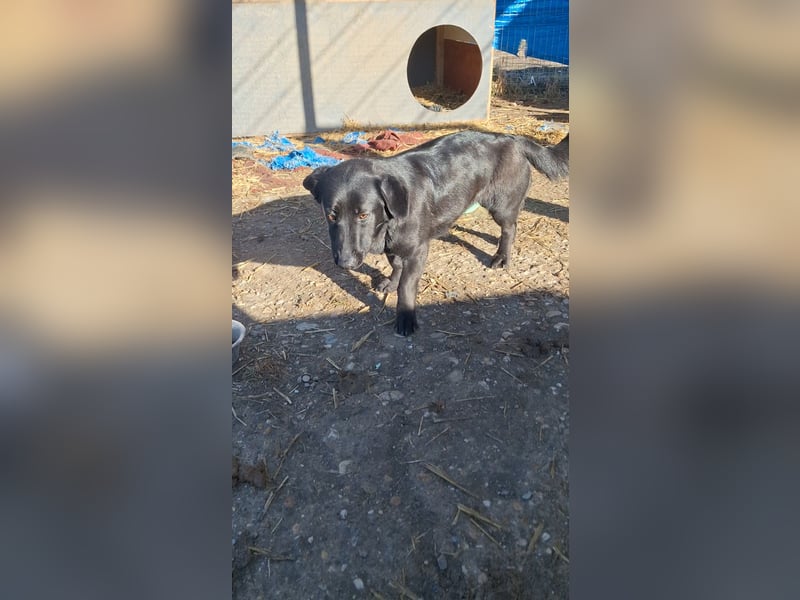 ⭐️MARIUCA⭐️, witzige, kleine Hündin, 3 Jahre, 37 cm, Mischling, Tierschutz