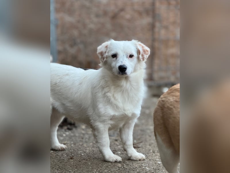 ⭐️FELIA⭐️, reizende Hündin, 1 Jahr, 34cm, Mischling, Tierschutz