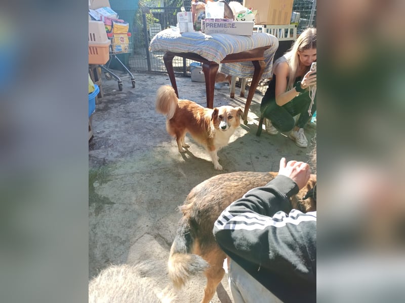 ⭐️FUMI⭐️, kleine Schönheit, fast 7 Jahre, 40 cm, Mischling, Tierschutz