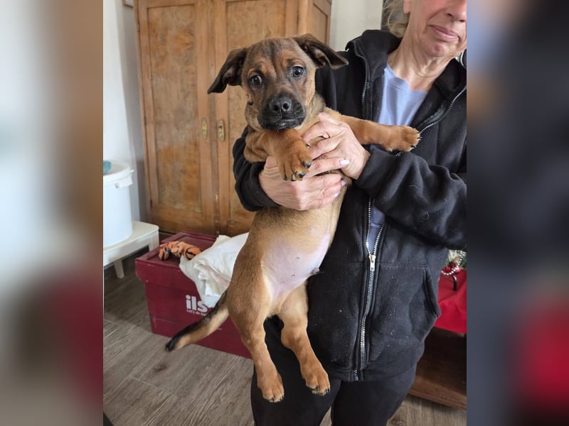 Gazsi sucht seine Menschen